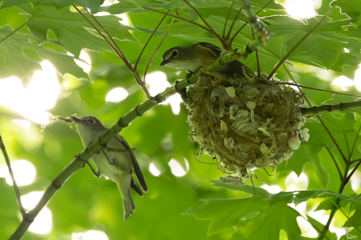 Cassin's Vireo - Bernie Rissmiller