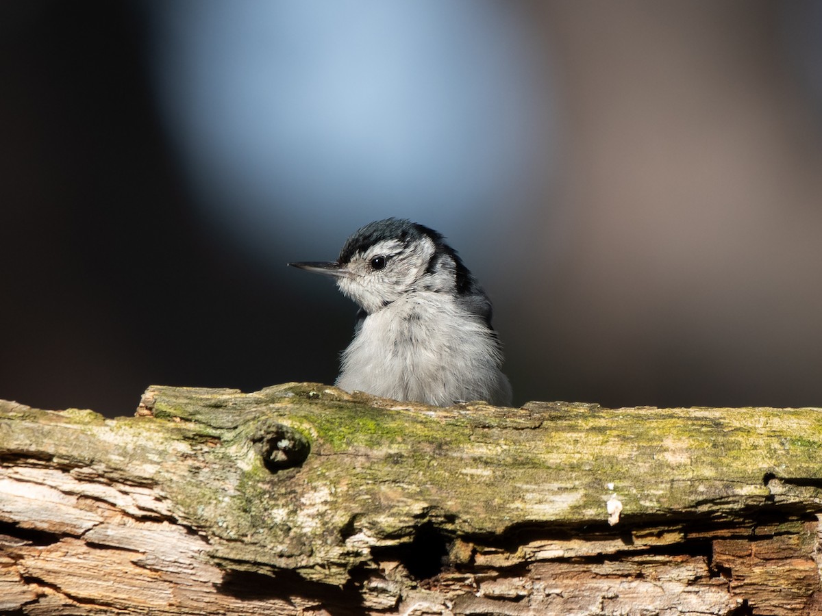 White-breasted Nuthatch - Ava Kornfeld