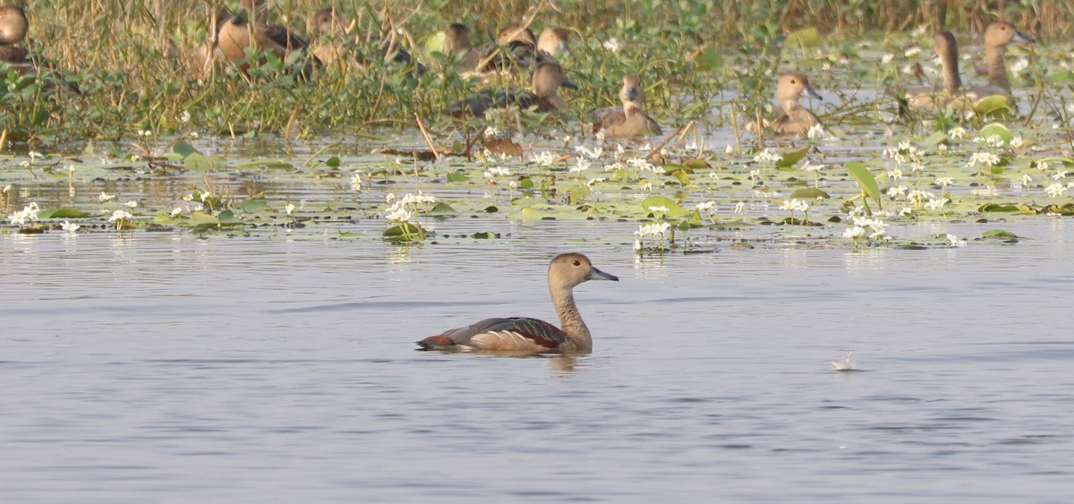 Lesser Whistling-Duck - Ayan Kanti Chakraborty