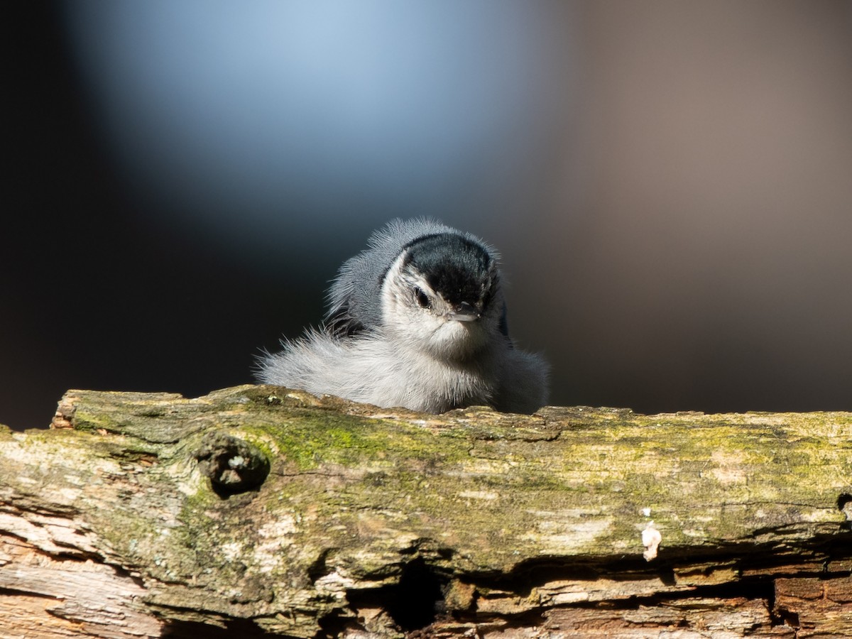 White-breasted Nuthatch - Ava Kornfeld