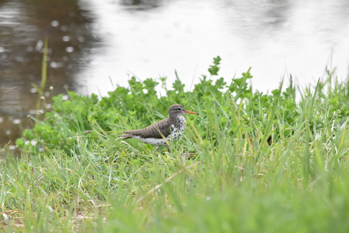 Spotted Sandpiper - Marty Hoag