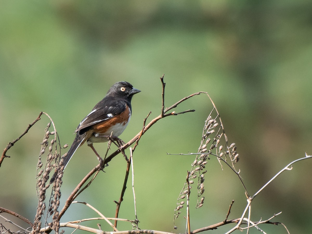 Eastern Towhee (White-eyed) - Ava Kornfeld