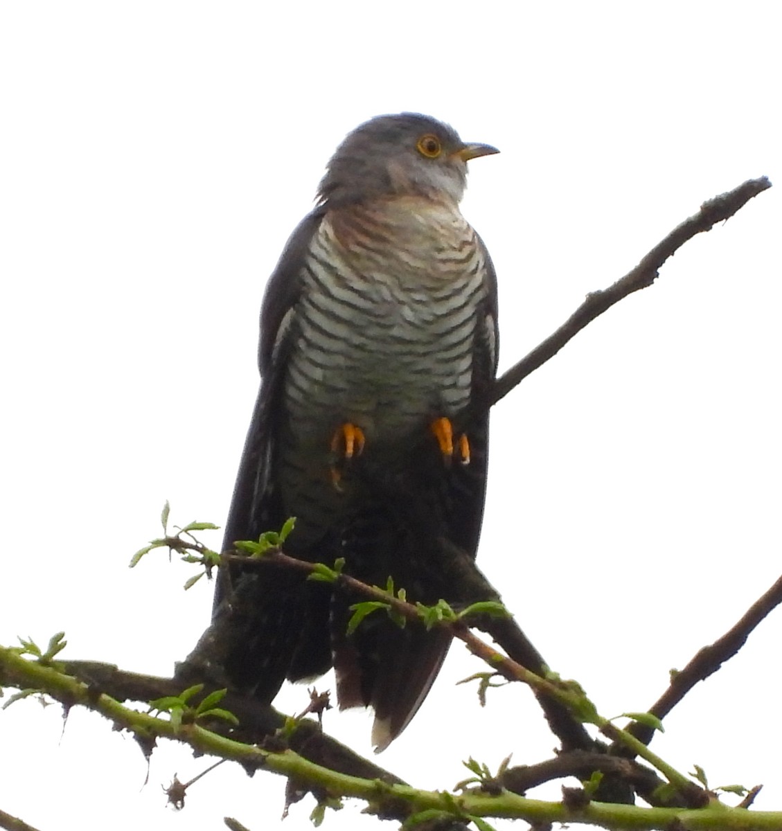 Common Cuckoo - Lynn Scarlett