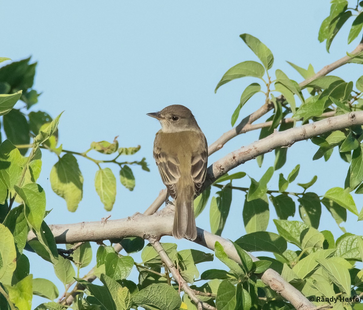 Willow Flycatcher - ML619295289