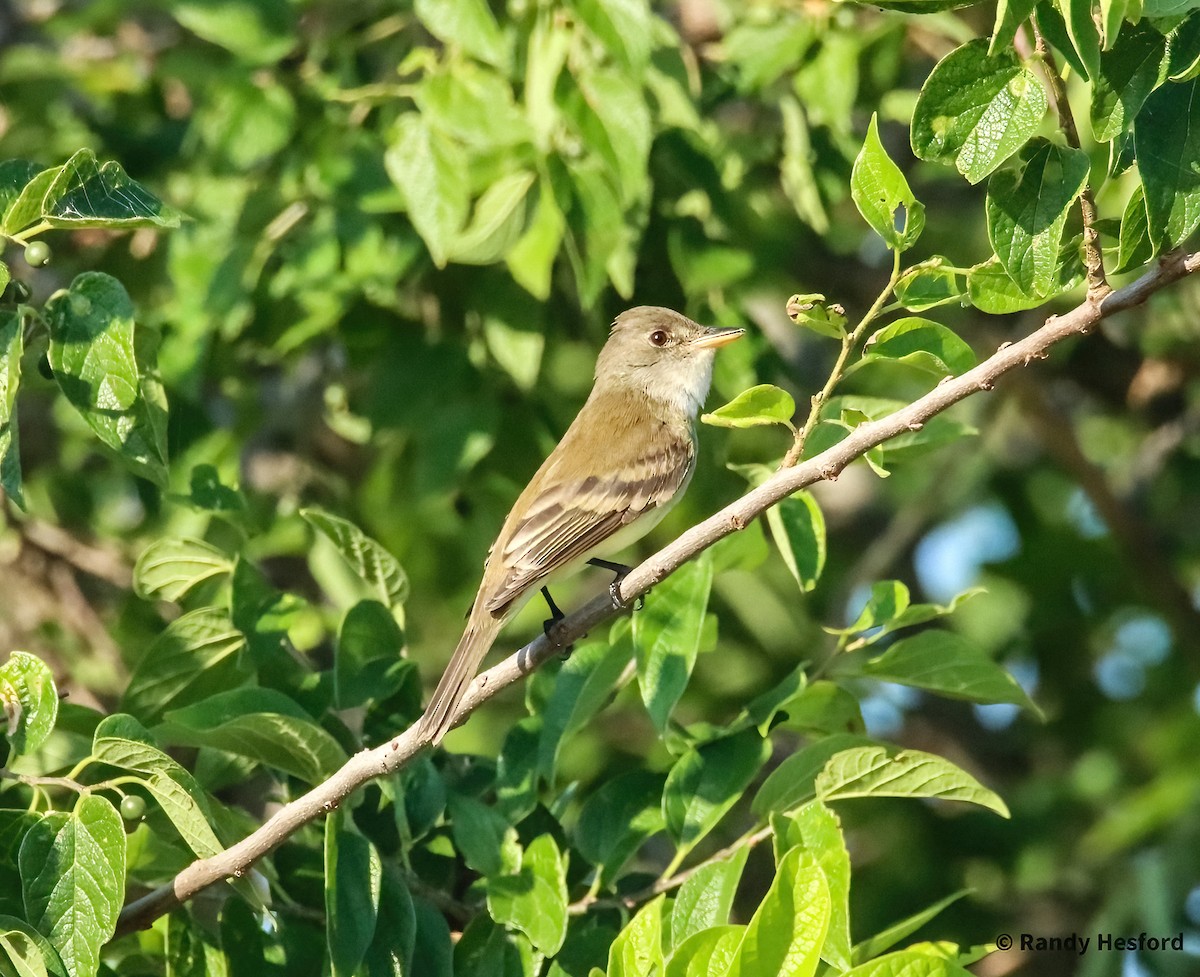 Willow Flycatcher - ML619295290