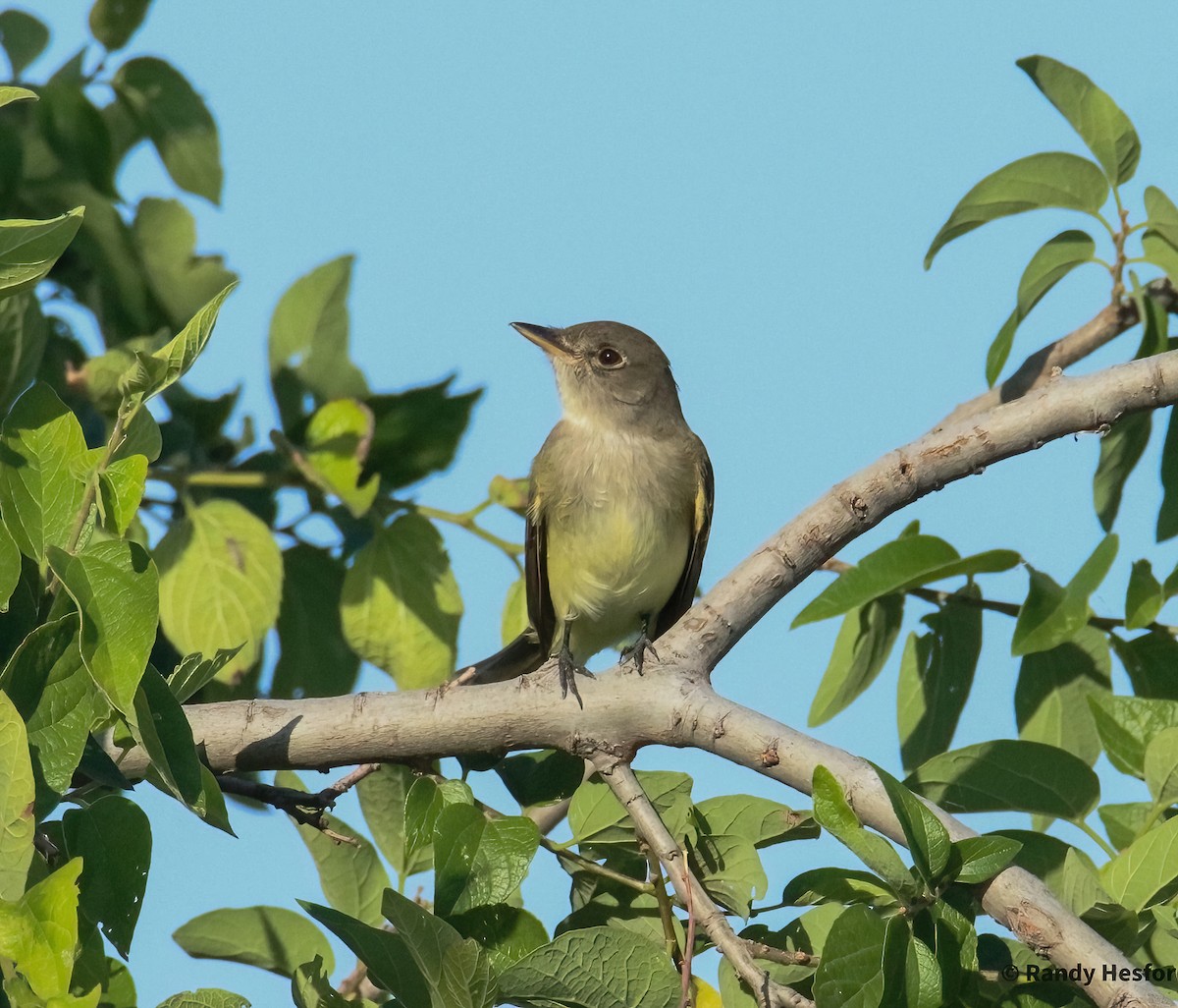 Willow Flycatcher - ML619295291