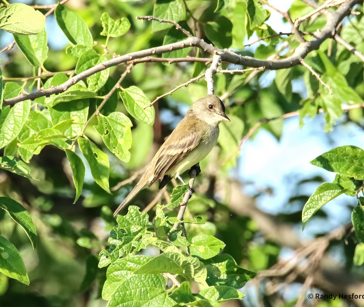 Willow Flycatcher - ML619295292