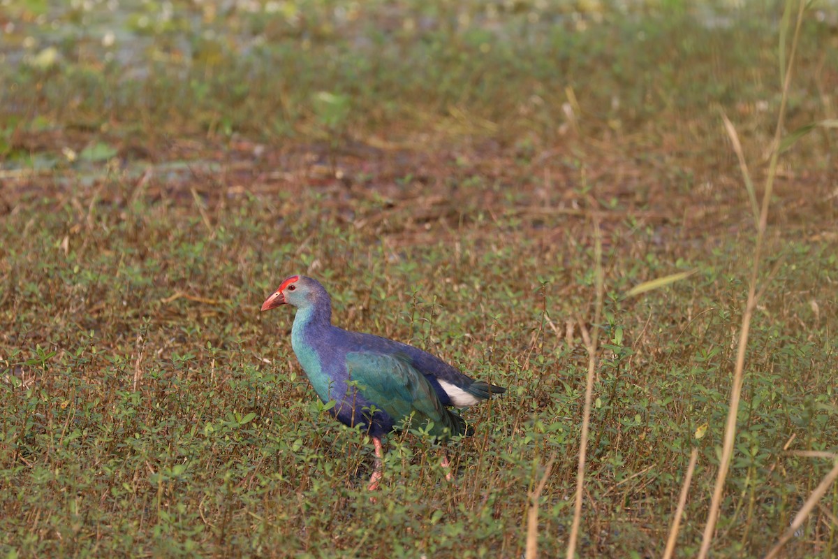 Gray-headed Swamphen - ML619295295