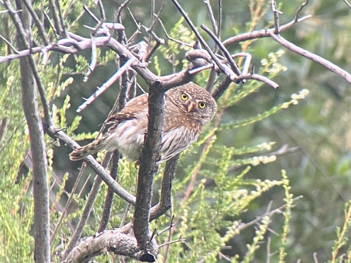 Northern Pygmy-Owl - Roger Muskat