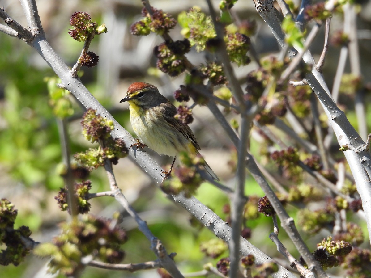 Palm Warbler - Heather and Laurence Brownell