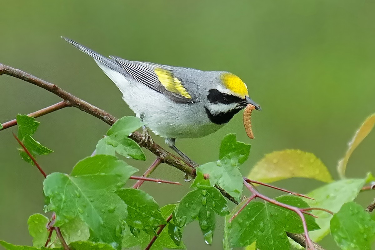 Golden-winged Warbler - Alan Lenk