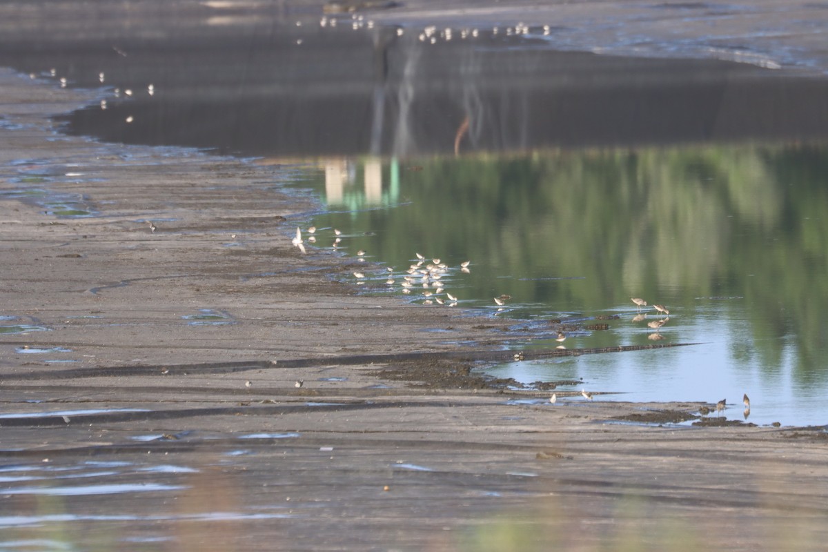 Semipalmated Sandpiper - Juli deGrummond