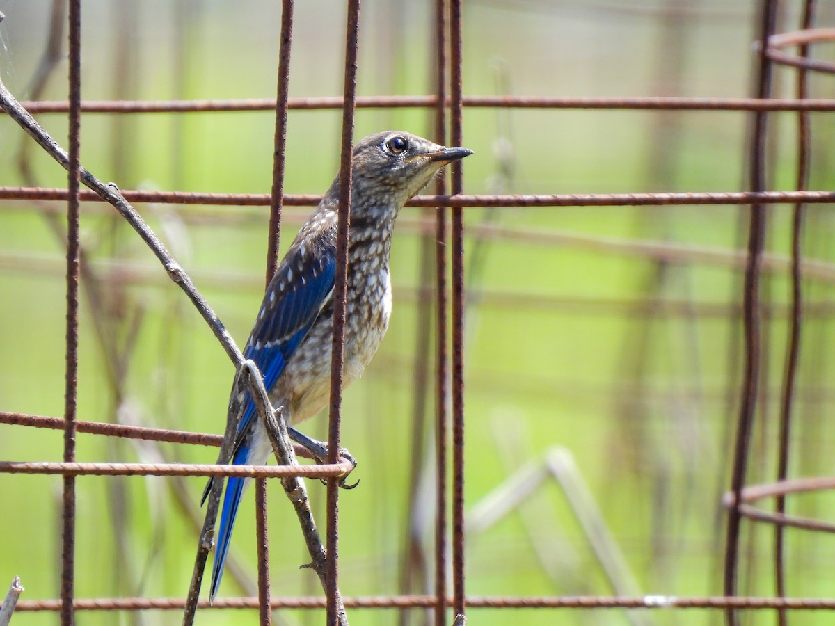 Eastern Bluebird - ML619295326