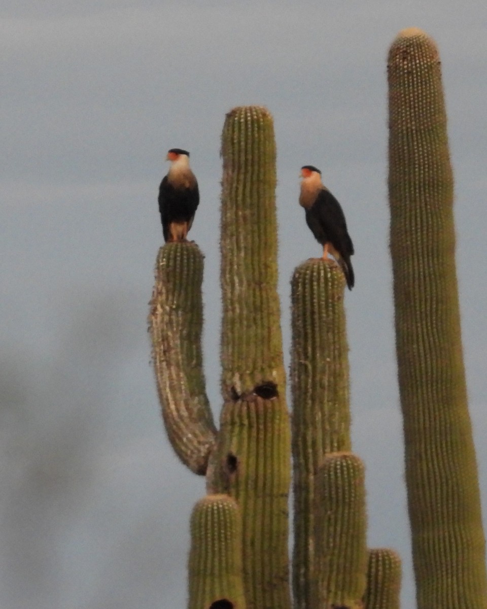 Crested Caracara - Nick Komar