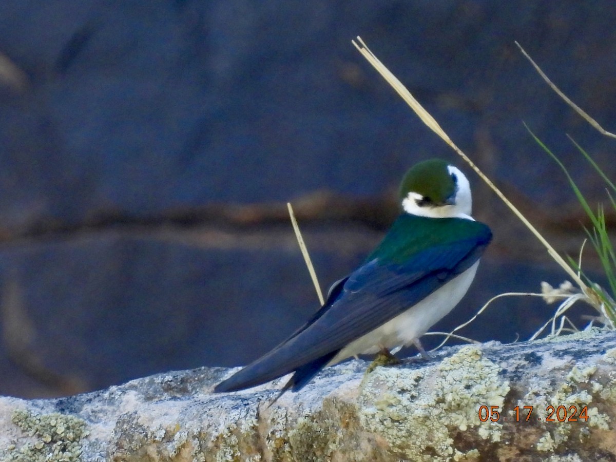 Violet-green Swallow - ML619295333