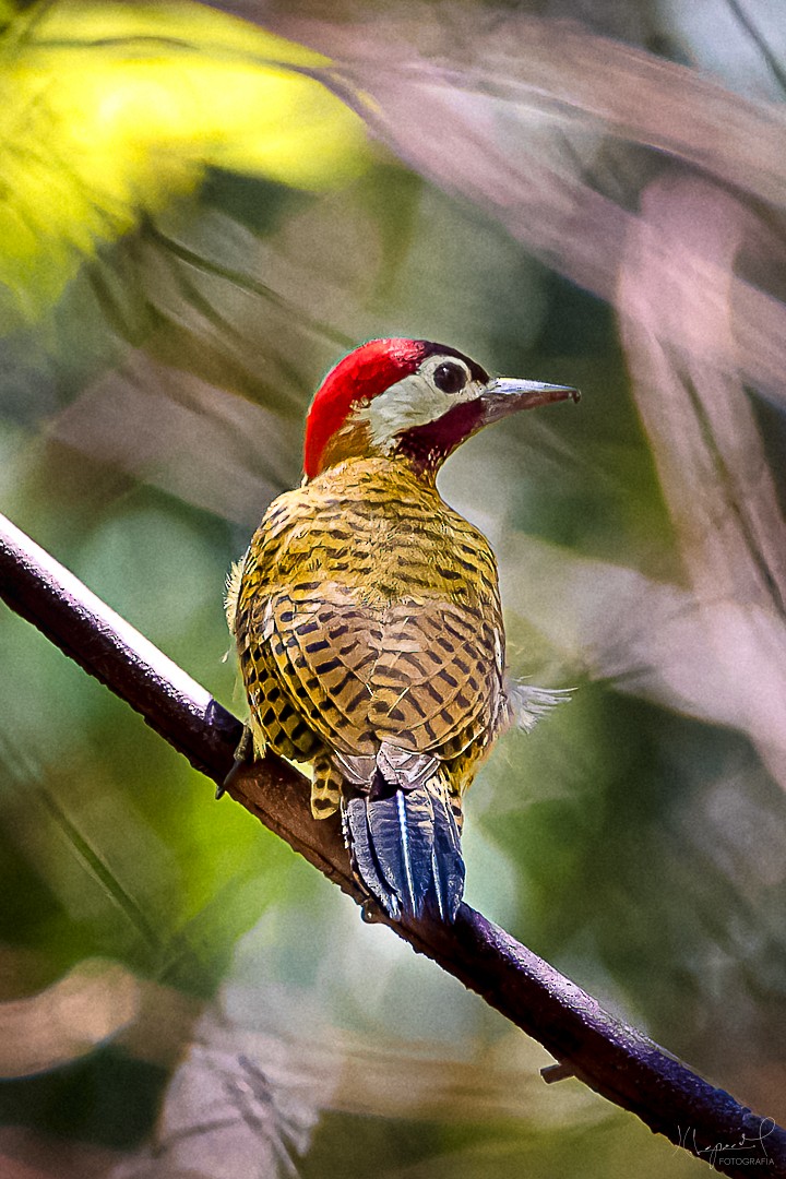 Spot-breasted Woodpecker - Juan Carlos Lopez Mejia