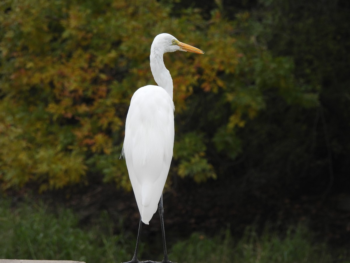 Great Egret - Laura Bianchi