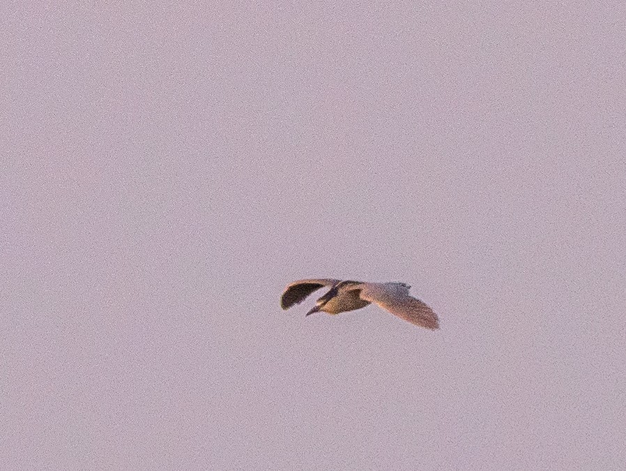 Black-crowned Night Heron - Darrell Lawson