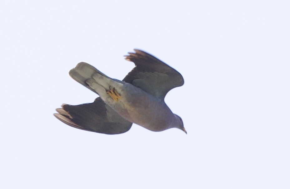 Pigeon à queue barrée - ML619295359