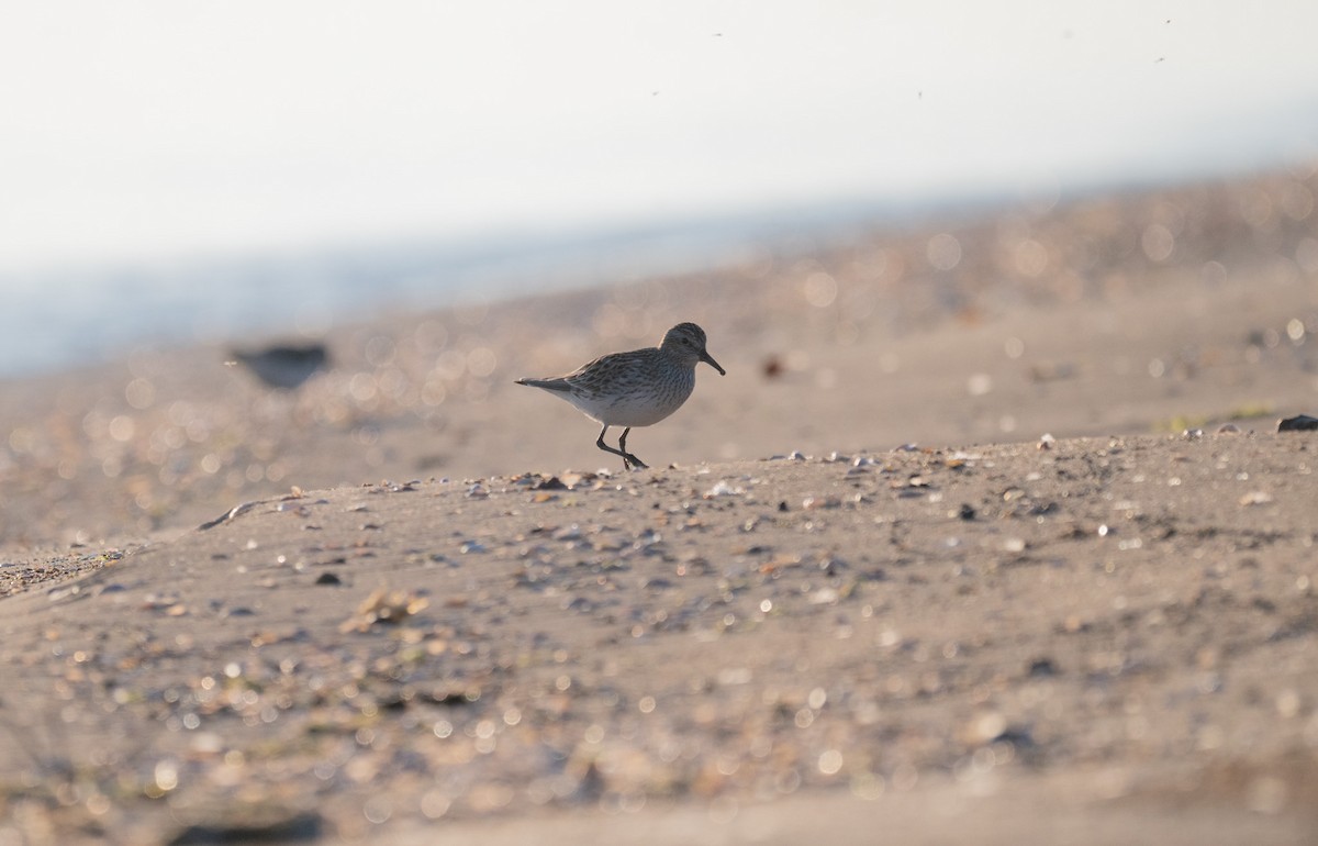 White-rumped Sandpiper - ML619295372