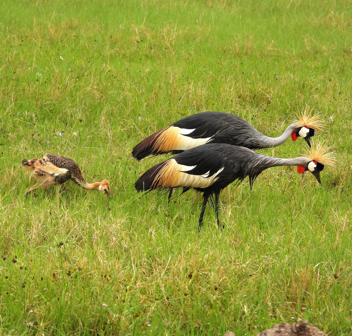 Gray Crowned-Crane - Lynn Scarlett