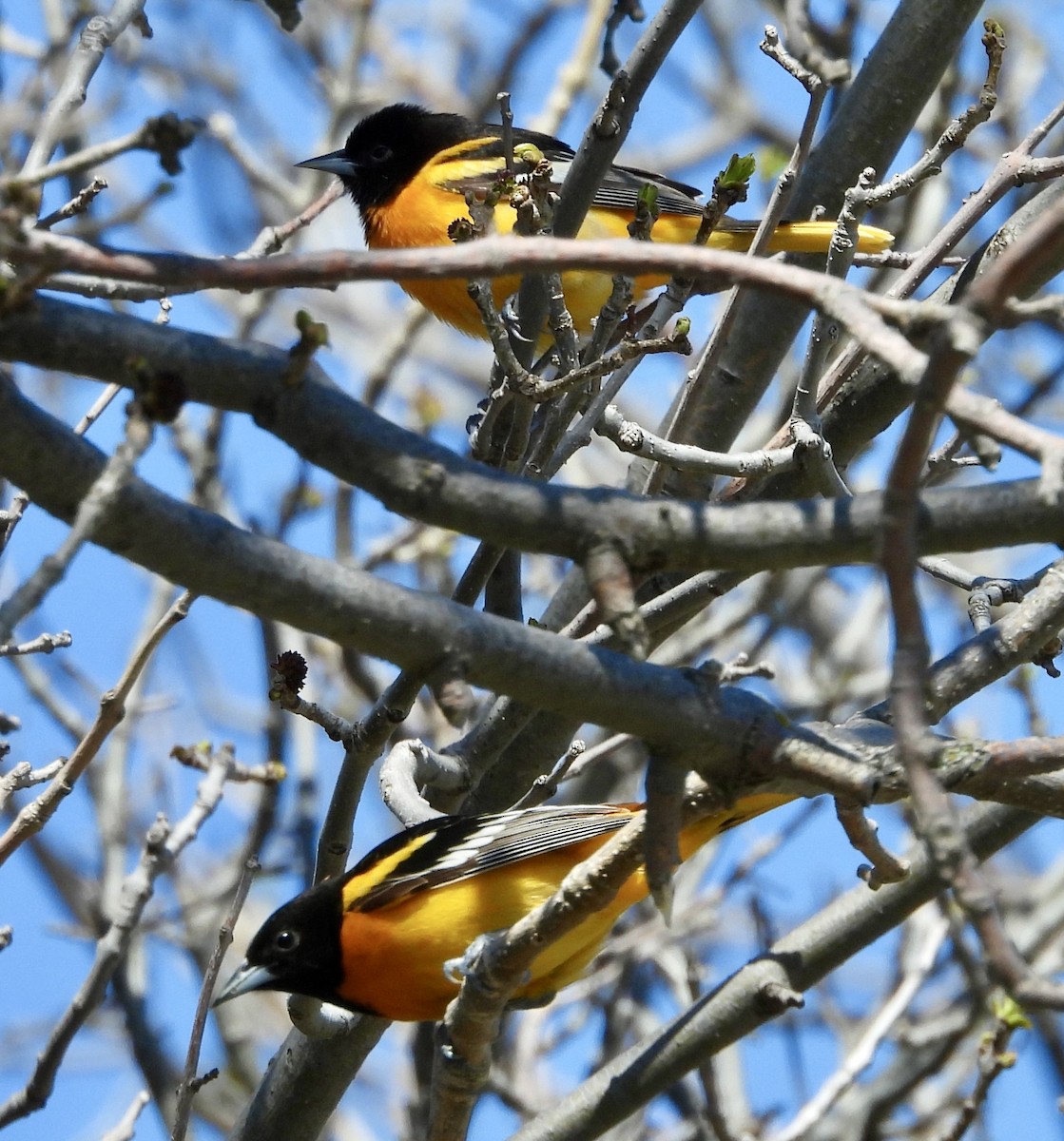 Baltimore Oriole - Heather and Laurence Brownell