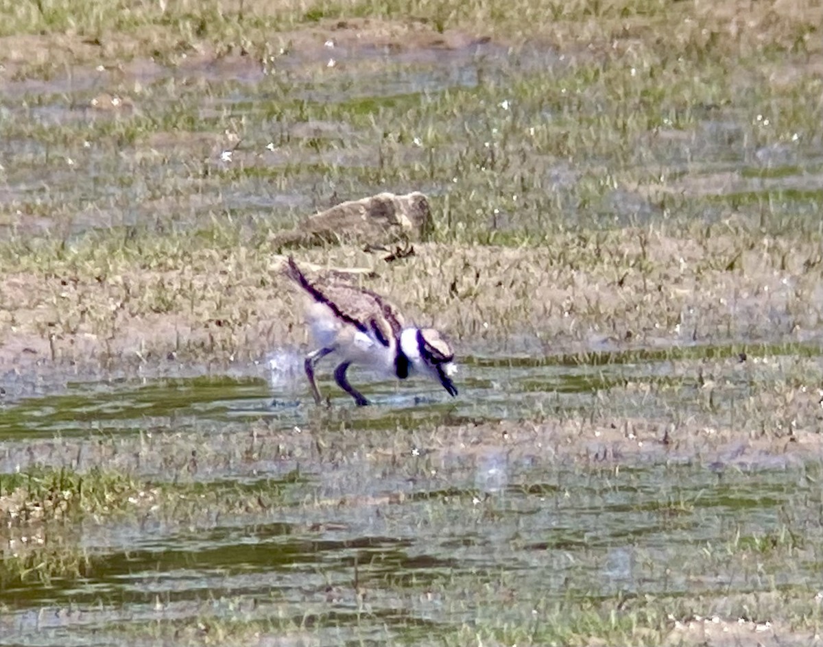 Killdeer - Patty & Kevin 👀👂🏻🦆 McKelvey