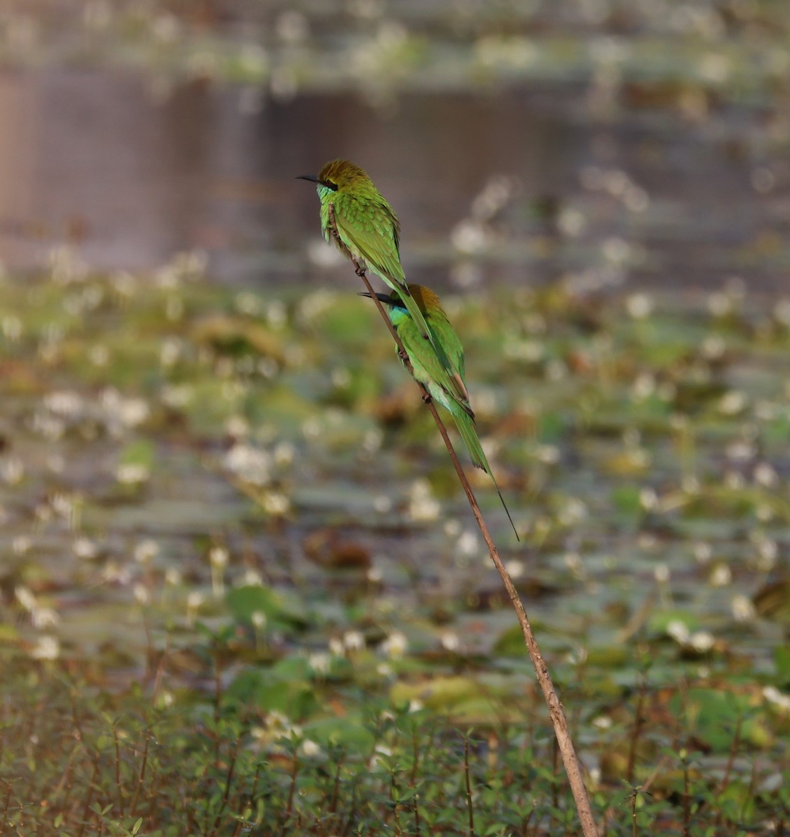 Asian Green Bee-eater - Ayan Kanti Chakraborty