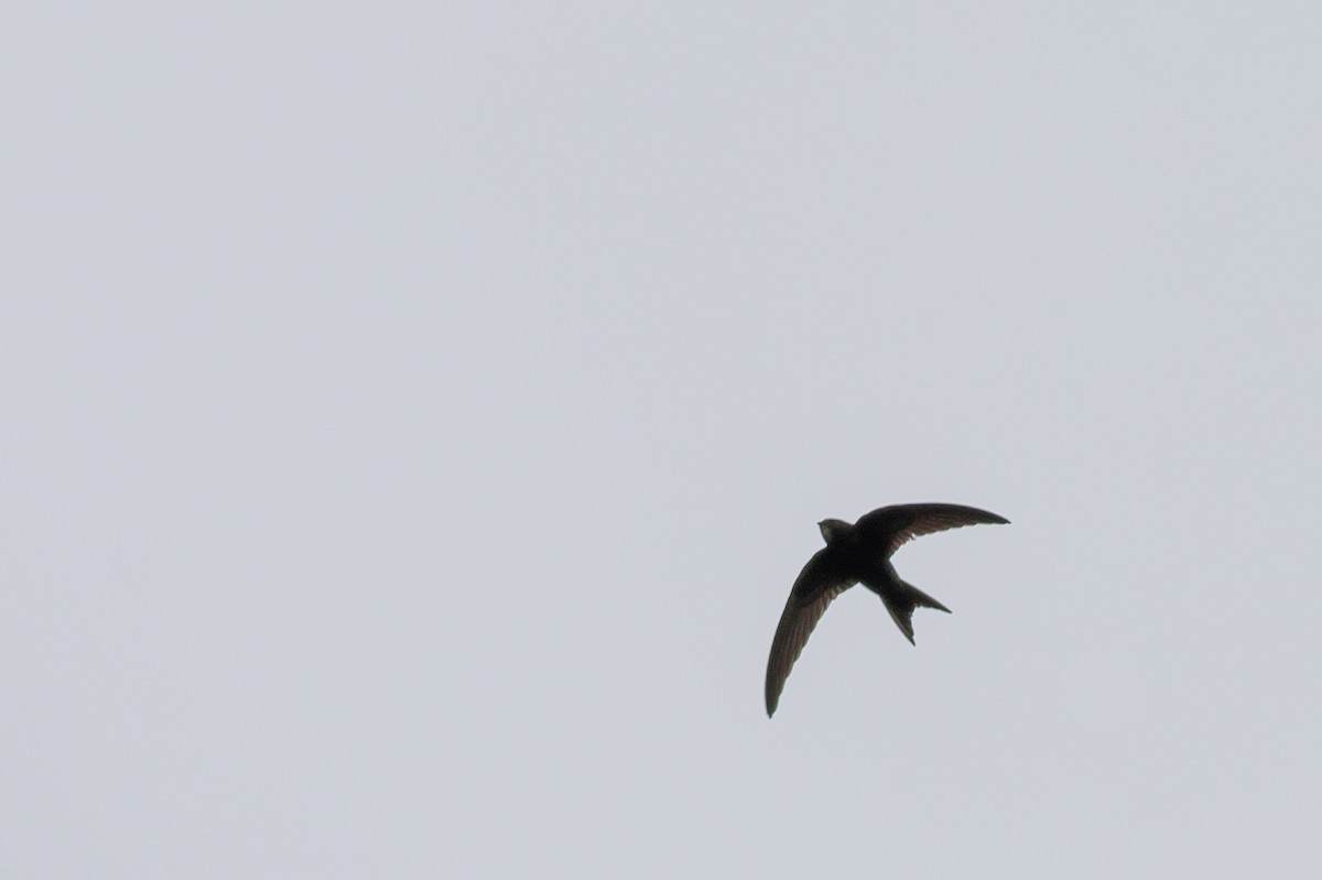 Common Swift - ML619295433