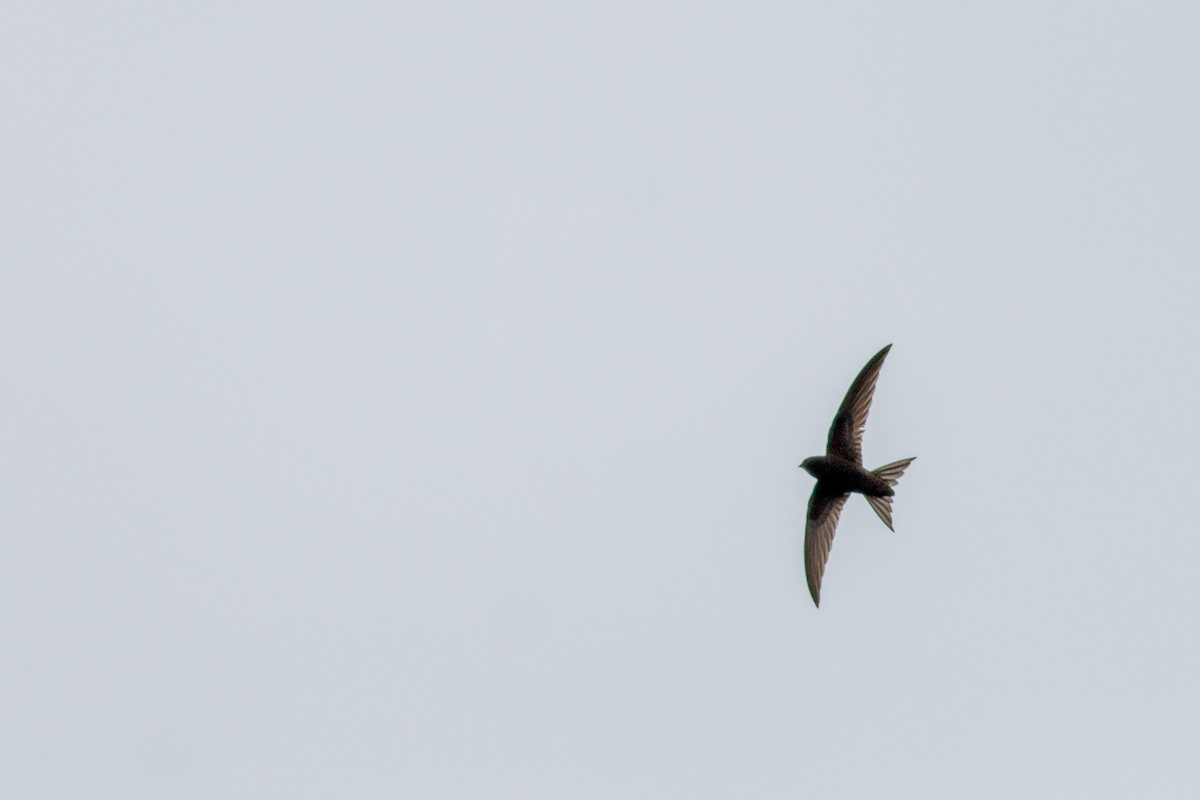 Common Swift - ML619295434