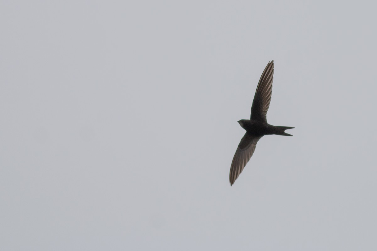 Common Swift - ML619295435