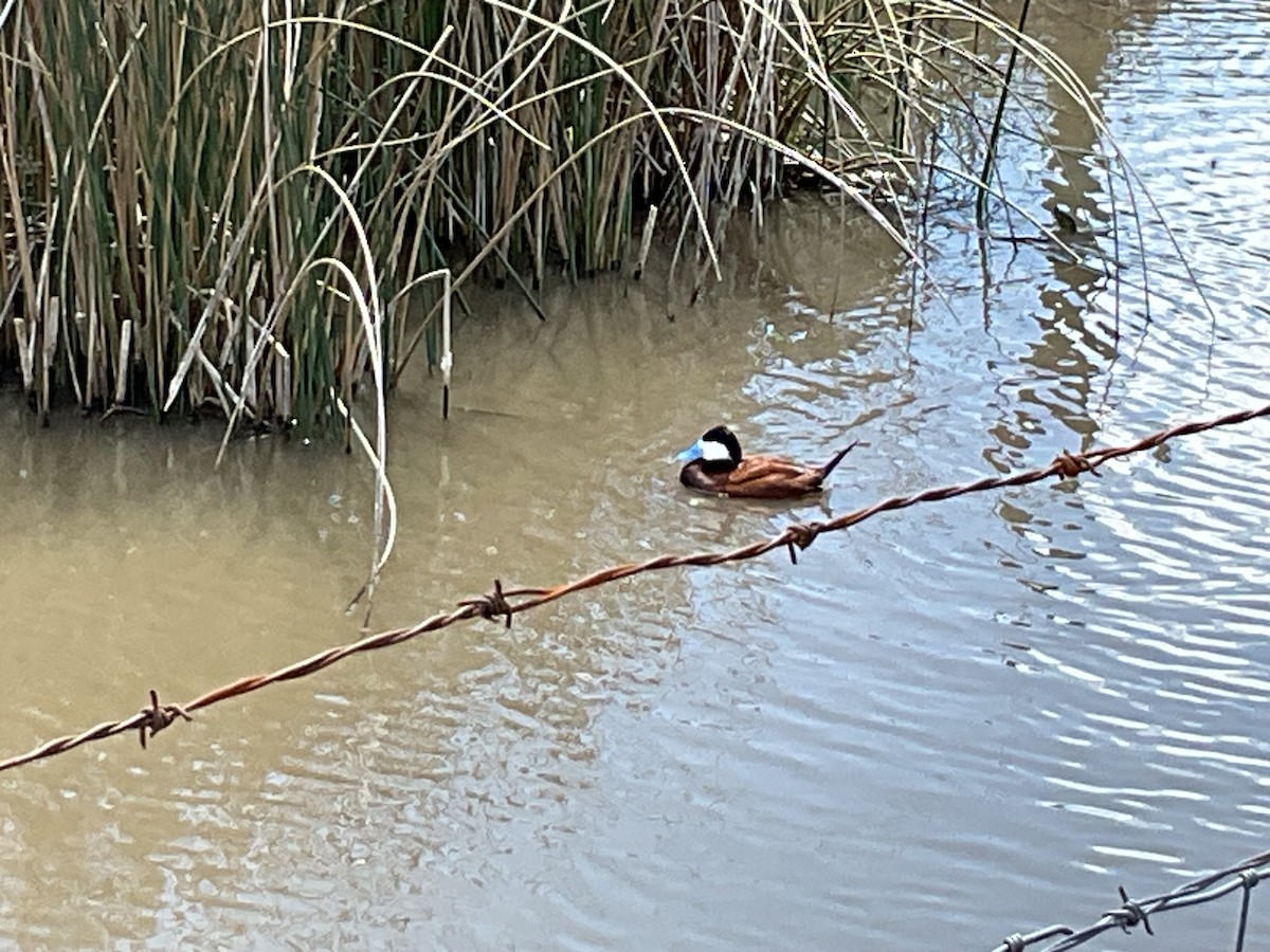 Ruddy Duck - ML619295438