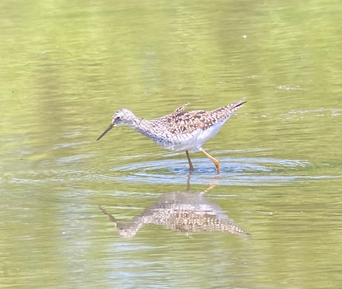 Lesser Yellowlegs - Patty & Kevin 👀👂🏻🦆 McKelvey