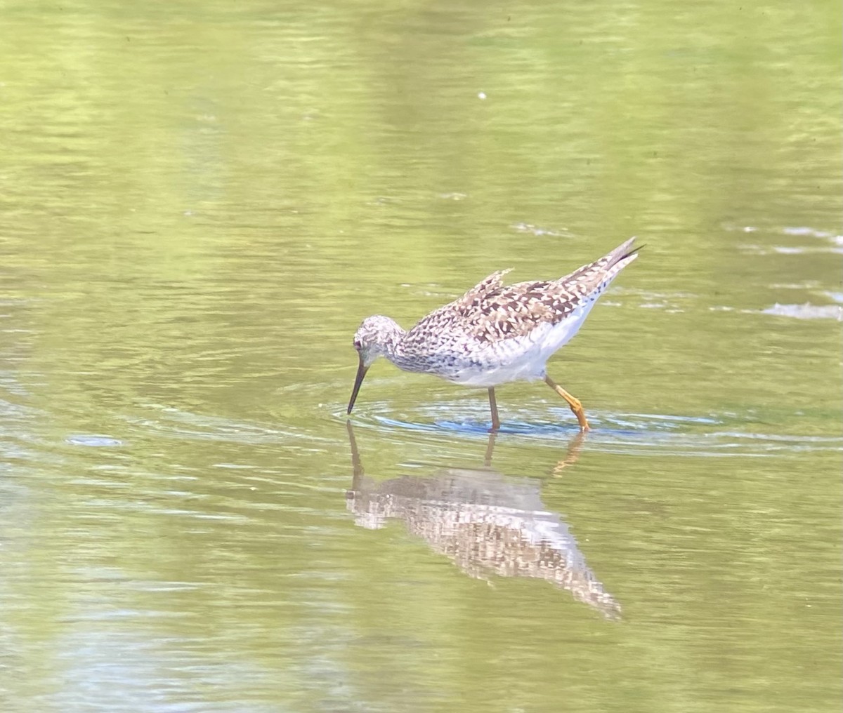 Lesser Yellowlegs - ML619295442