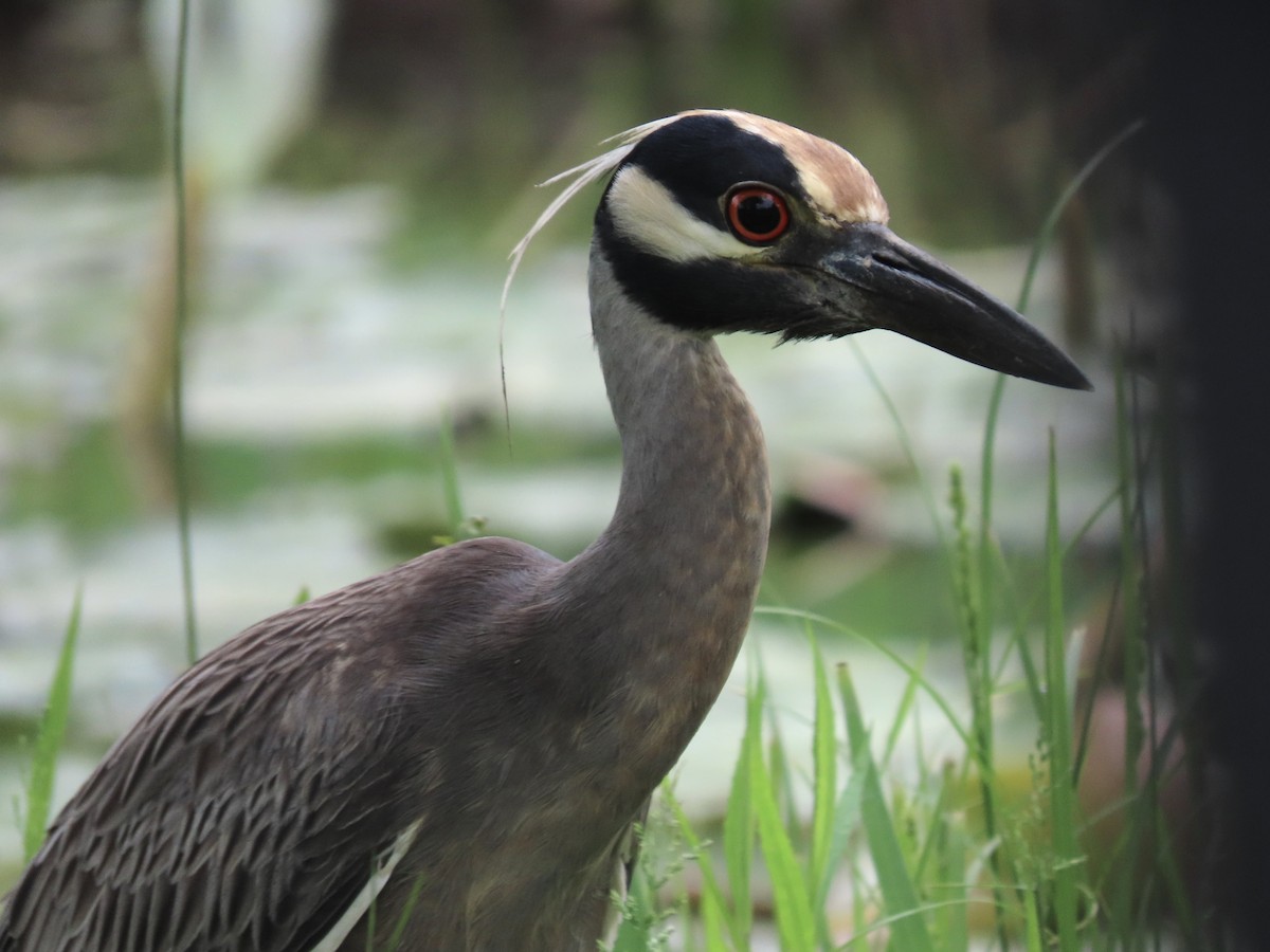 Yellow-crowned Night Heron - ML619295444