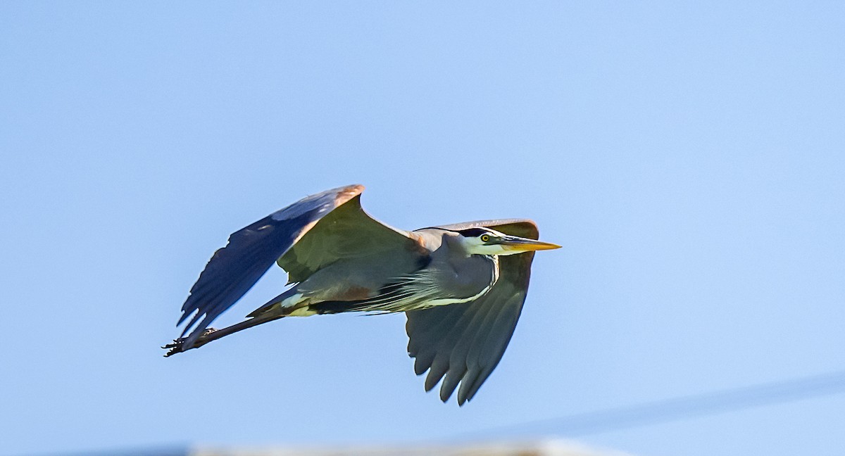 Great Blue Heron (Great Blue) - Linda Sullivan