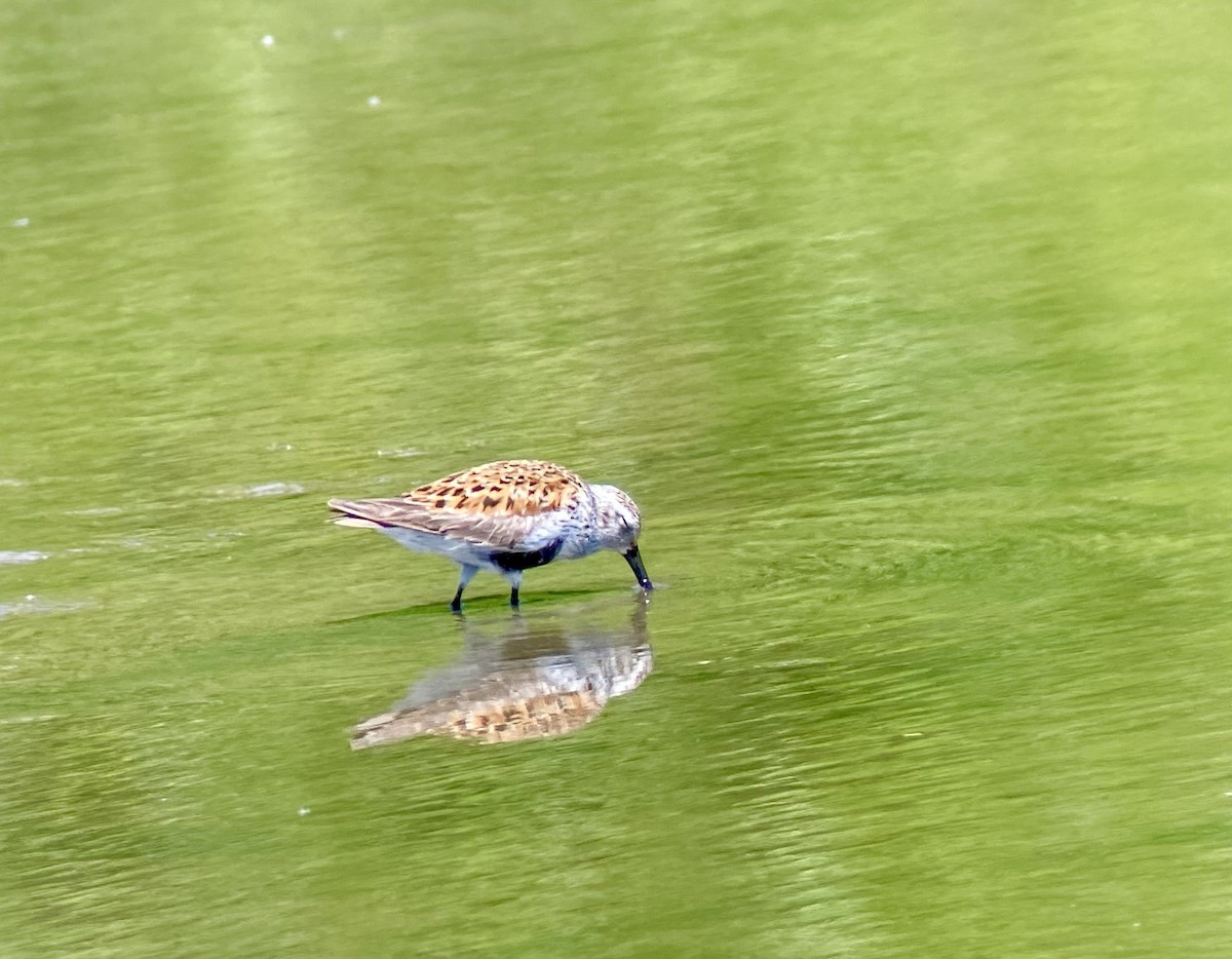 Dunlin - Patty & Kevin 👀👂🏻🦆 McKelvey