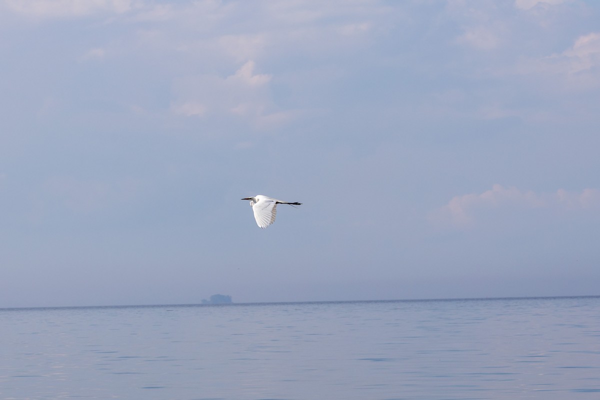 Great Egret - ML619295466