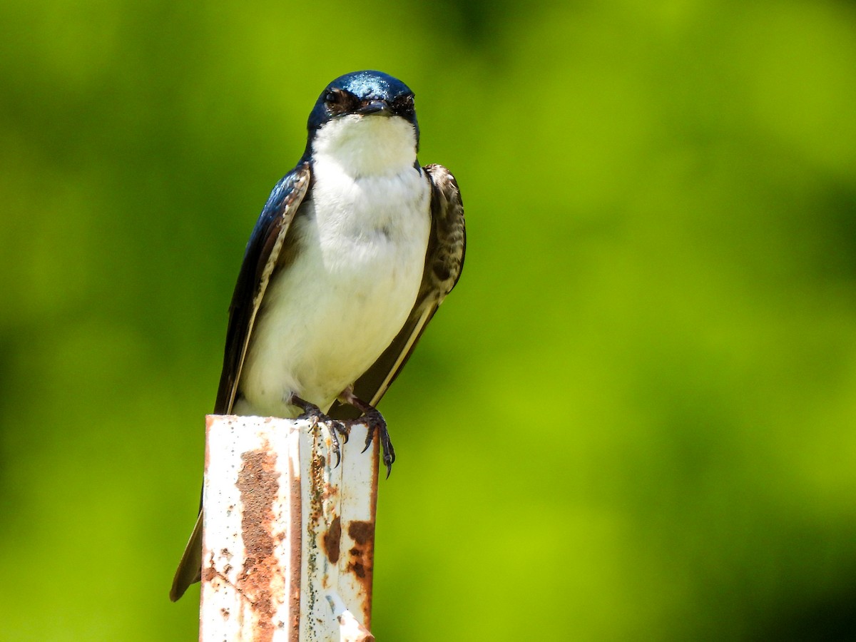 Tree Swallow - Sophie Dismukes