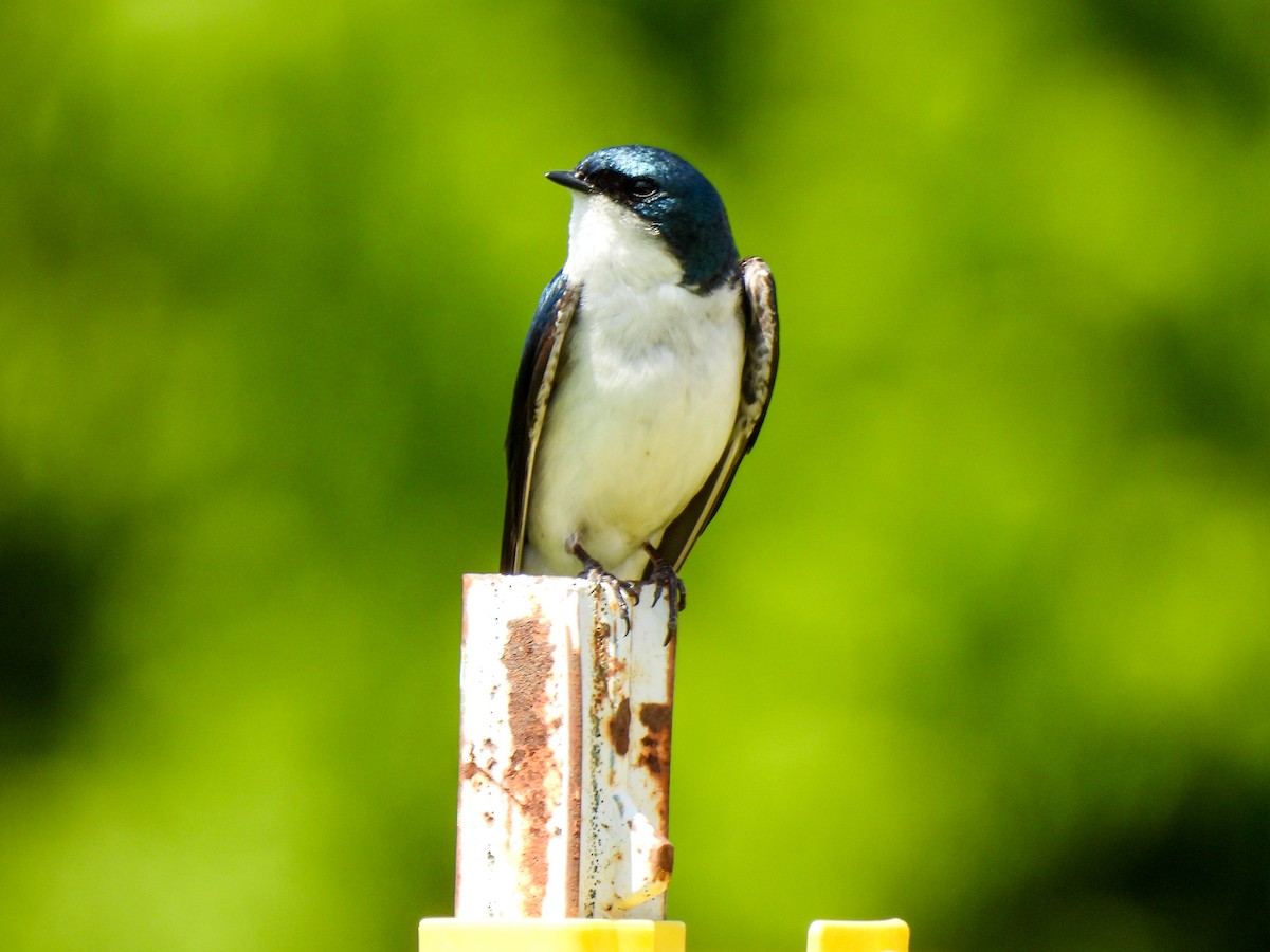 Tree Swallow - Sophie Dismukes
