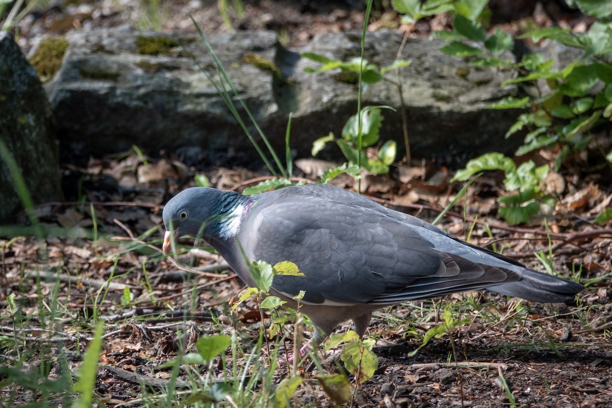 Common Wood-Pigeon - ML619295472