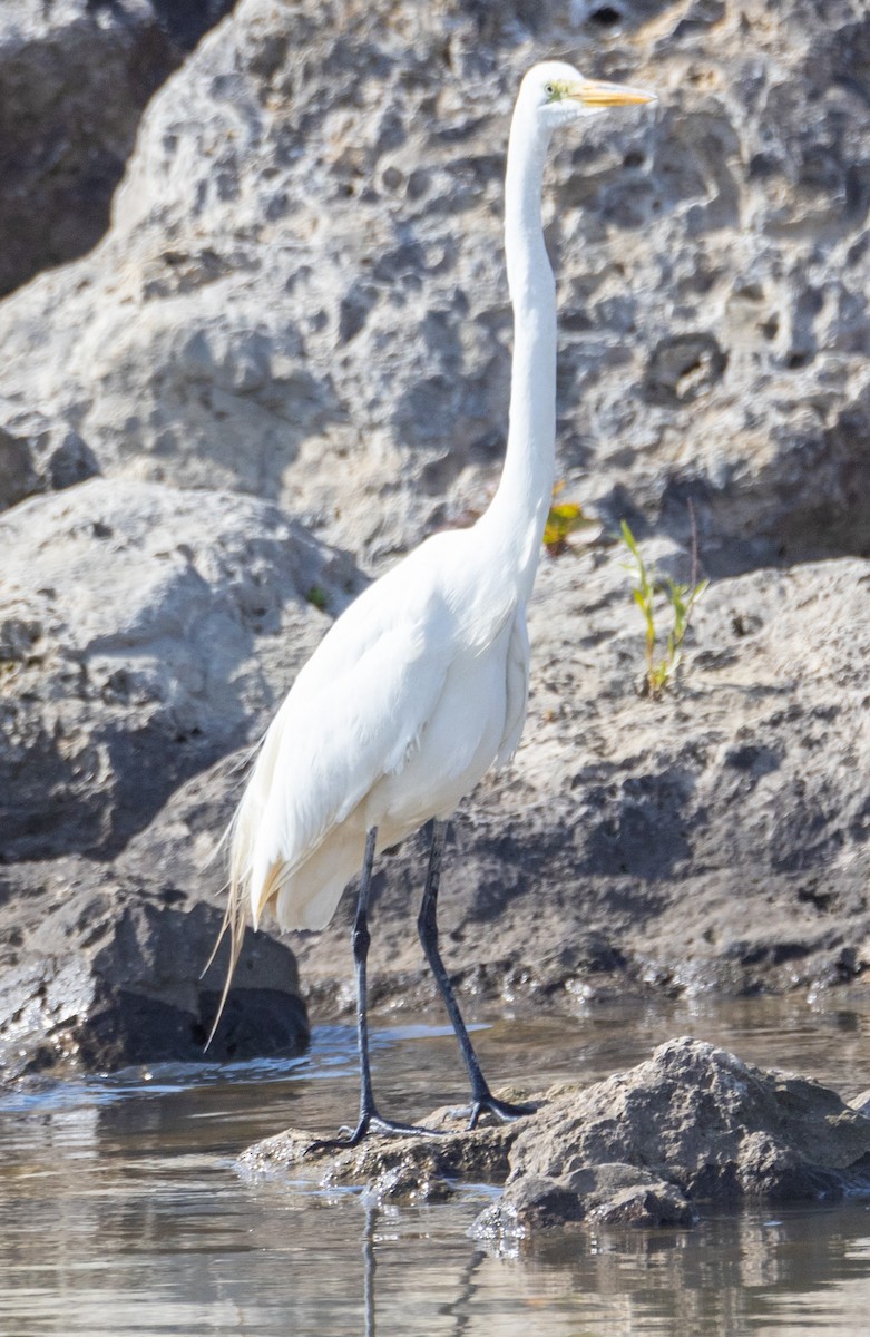 Great Egret - ML619295475