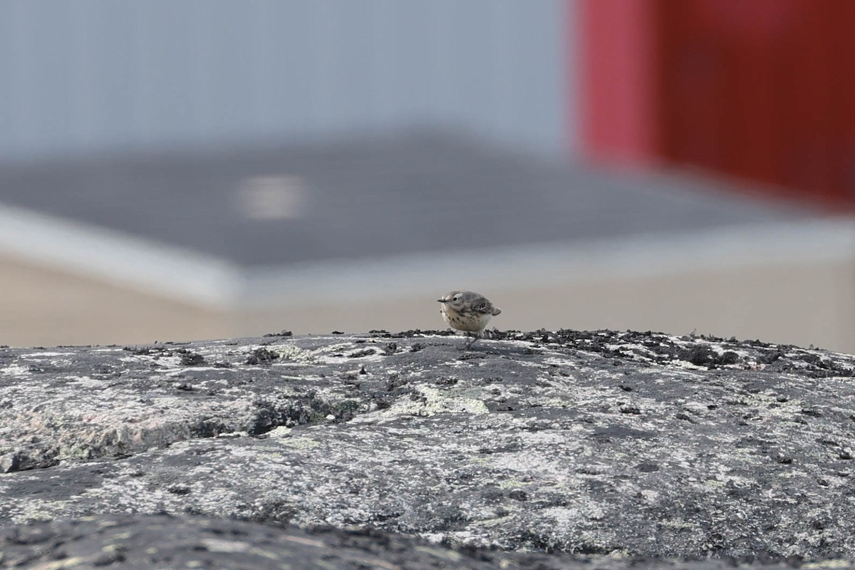 American Pipit - Denis Corbeil