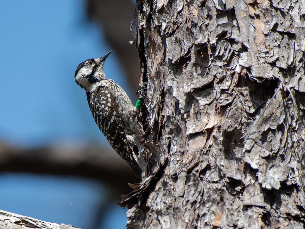 Red-cockaded Woodpecker - Ava Kornfeld