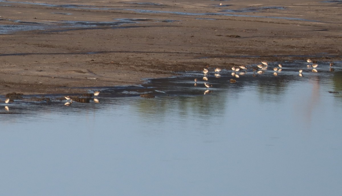 Semipalmated Sandpiper - Juli deGrummond