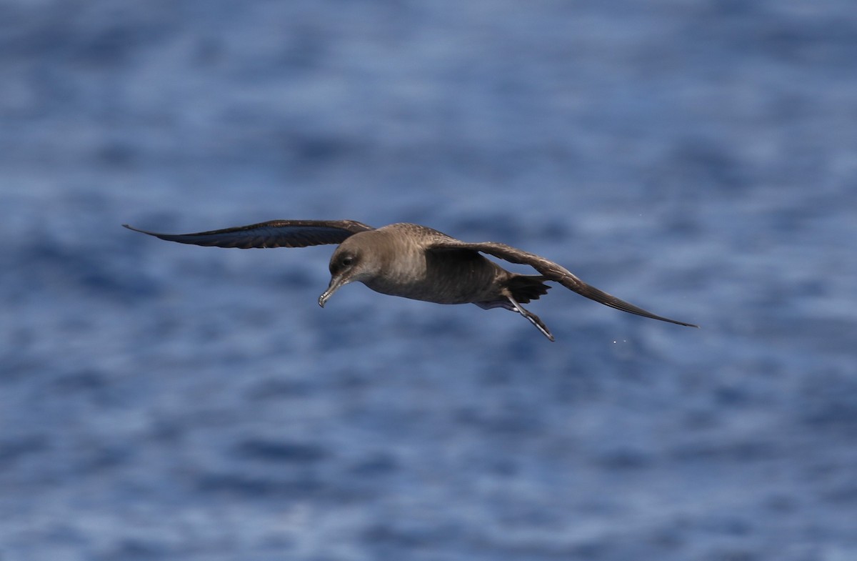 Sooty Shearwater - Evan Pannkuk