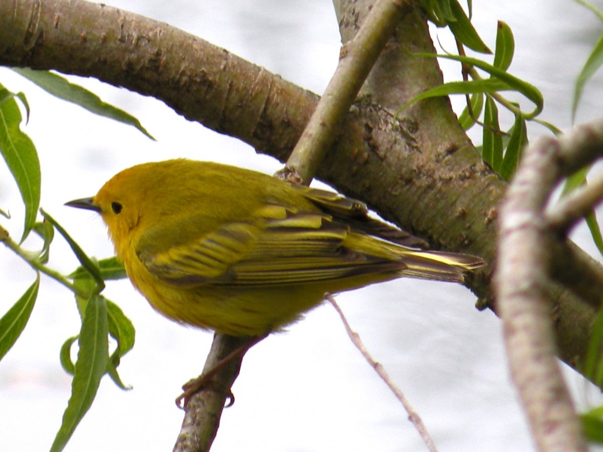 Yellow Warbler - ML619295499