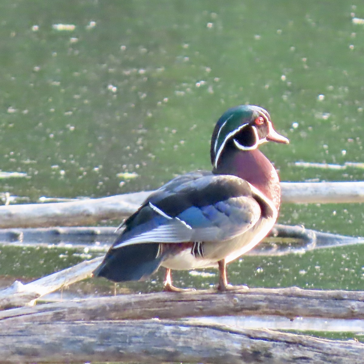 Wood Duck - Jocelyn K