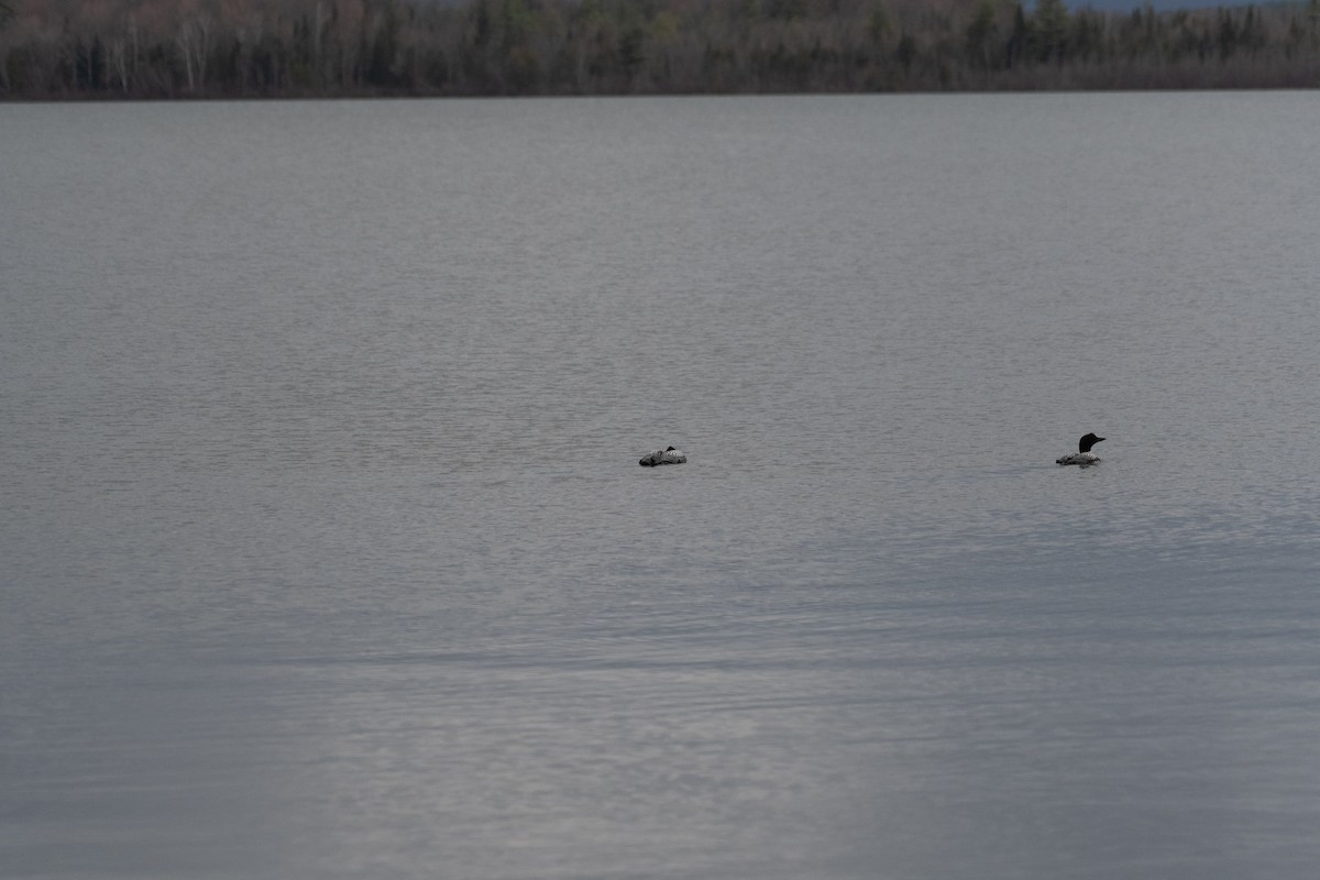 Common Loon - Richard Littauer