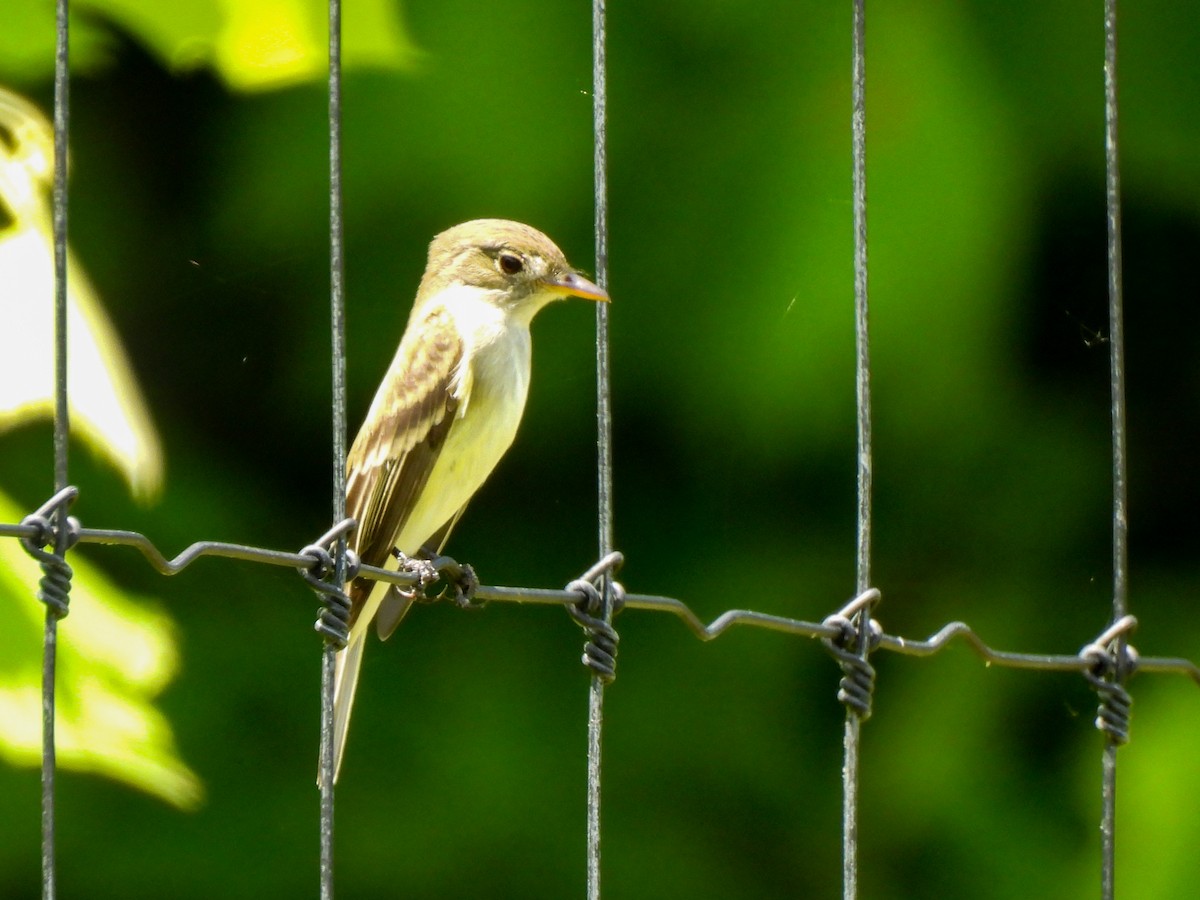 Willow Flycatcher - Sophie Dismukes